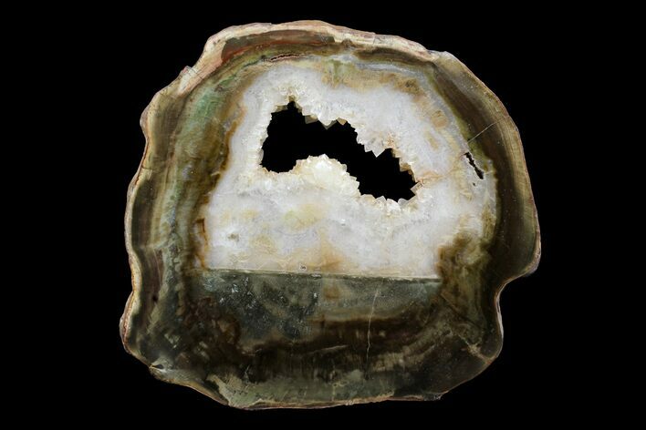 Triassic Petrified Wood (Woodworthia) Round - Zimbabwe #167928